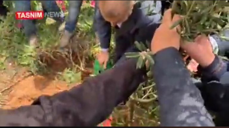 بالفيديو- شجرة عبد اللهيان على الحدود.. تُزعج أدرعي!