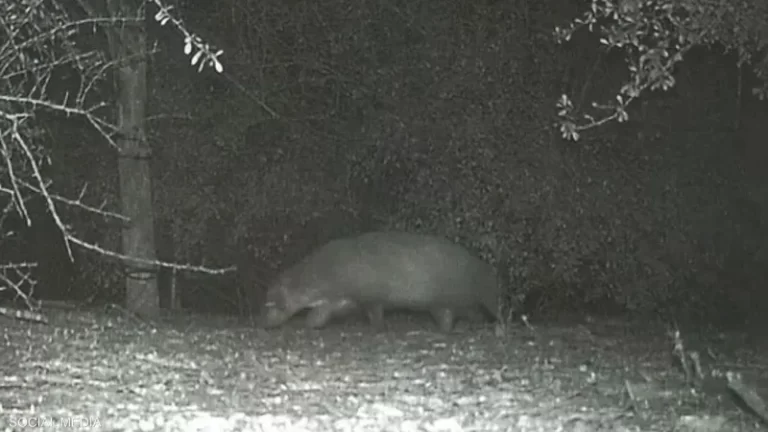 رصد حيوان غامض بمتنزه أميركي.. ما حقيقته؟