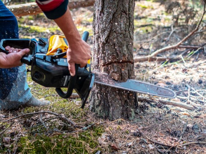 مجزرة بيئية في المتن الأعلى