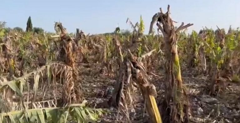 وزارة الزراعة تمسح أضرار الإعتداء الاسرائيلي في صور