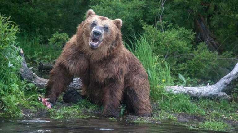 دب يقتل شاباً أثناء ممارسته الجري في جبال إيطاليا