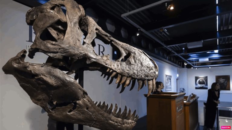 ثمنه 6.1 ملايين دولار.. هيكل الديناصور “ترينيتي” سيعرض في بلجيكا
