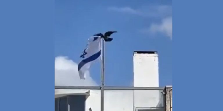 بالفيديو: غراب ينتزع علم كيان الاحتلال “الإسرائيلي” ويرميه أرضاً