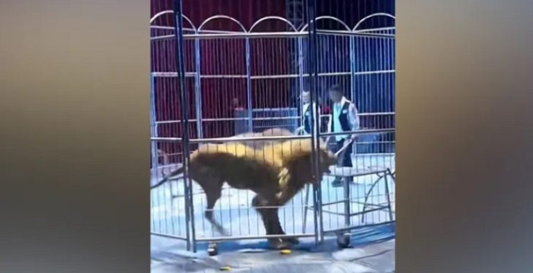 بالفيديو: رعب إثر هروب أسود من السيرك