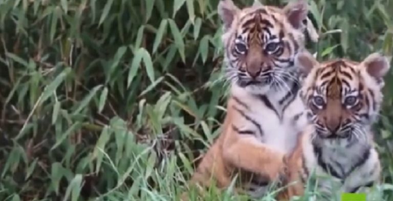 بالفيديو: أشبال النمر تخرج لأول مرة من عرينها