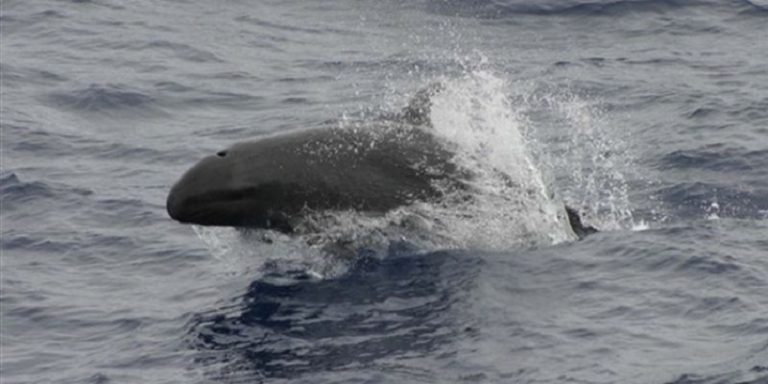دلافين محبطة جنسياً تهاجم المصطافين في اليابان! (فيديو)