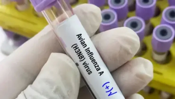 تسجيل أول حالة وفاة بشرية بإنفلونزا الطيور