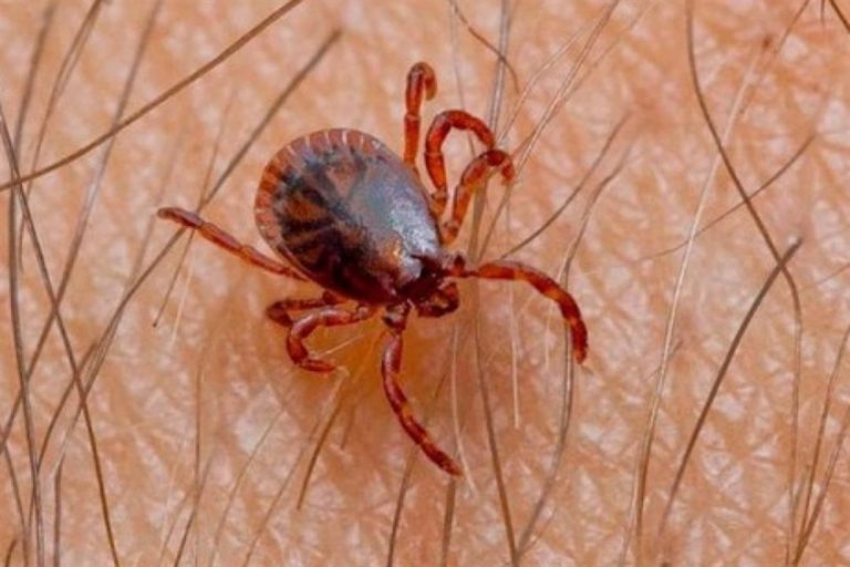فيروس قاتل ينتقل عبر حشرة “القراد” في إنجلترا