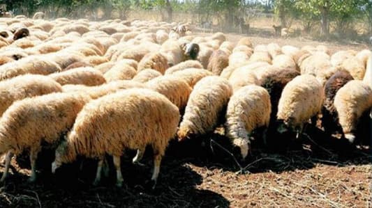 نفوق 30 رأسا من الماعز في عزة