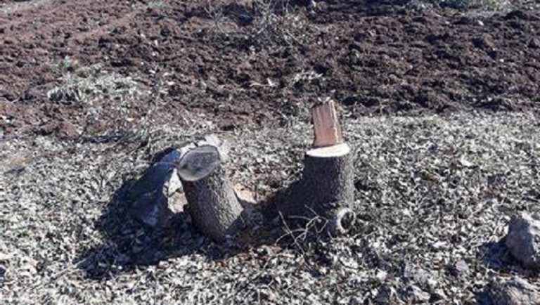 عصابة تقطع أشجاراً معمرة بقبضة الأمن