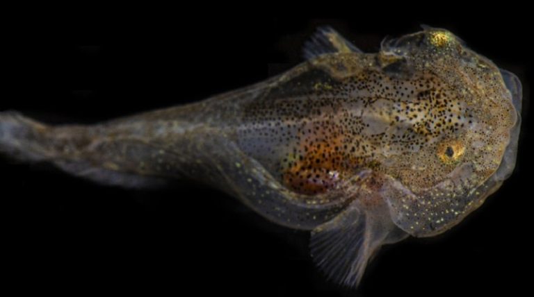 بالفيديو.. رصد سمكة حلزون على عمق 8336 مترا