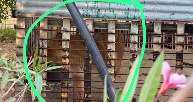 بالفيديو: وفاة طفل بعضة أسد