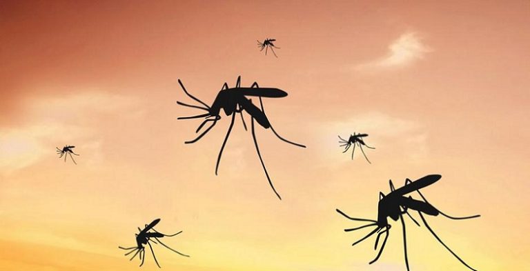 هكذا يحدد البعوض ضحاياه!