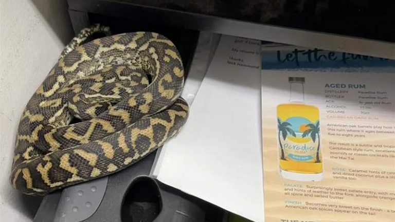 حية داخل مكتب