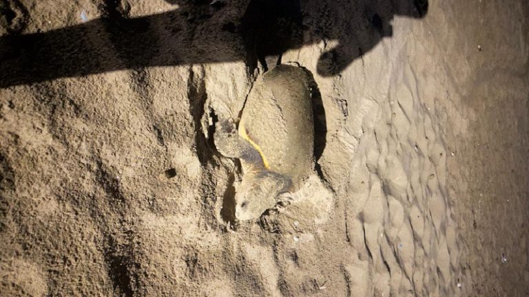 بالصور.. إنقاذ سلحفاة بحرية في صيدا