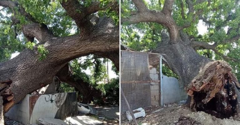 سقوط شجرة بلوط عملاقة عمرها 500 سنة
