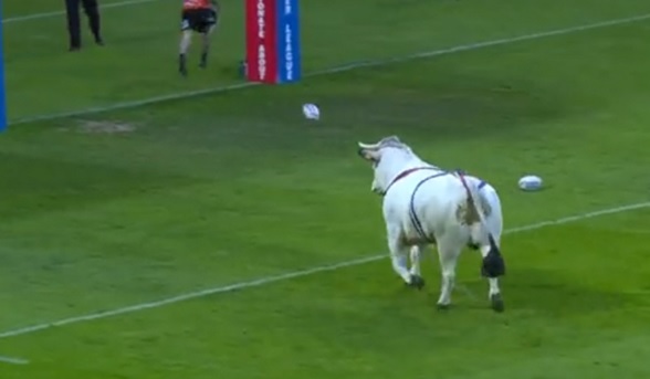 بالفيديو.. ثور “هائج” يحول مباراة للركبي إلى ميدان للرعب