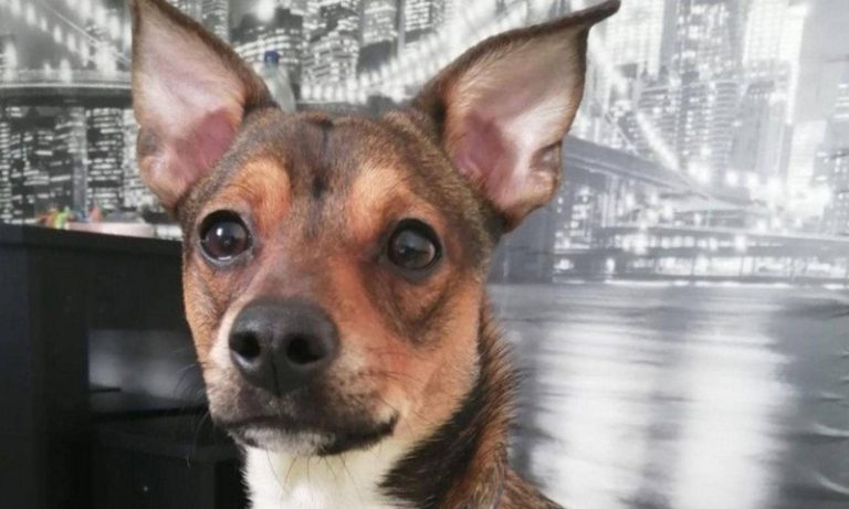 بالصورة.. إنقاذ كلب في كفر جرة