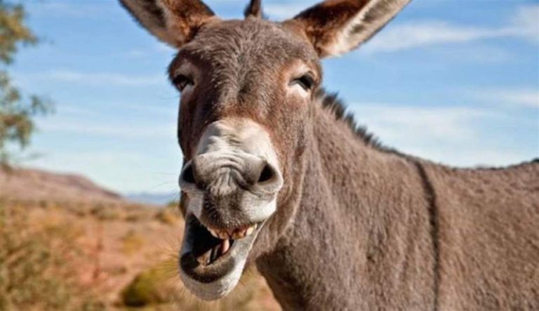 في اليوم العالمي لـ “الحمار”.. ما لا تعرفونه عن هذا الحيوان