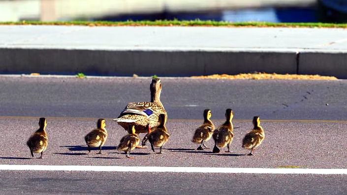 حاول مساعدة بطة وفراخها.. فمات أمام أطفاله