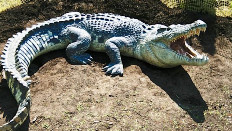 بعد تزايد هجماتها على البشر.. ناميبيا تعتزم بيع عدد من التماسيح