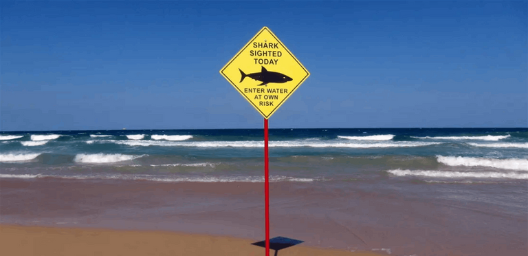 بالفيديو: سمكة قرش على شاطئ الزهراني؟