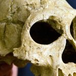 [David Lordkipanidze] of the Georgian Academy of Sciences shows, July 8, 2002, the 1.75-million-year..