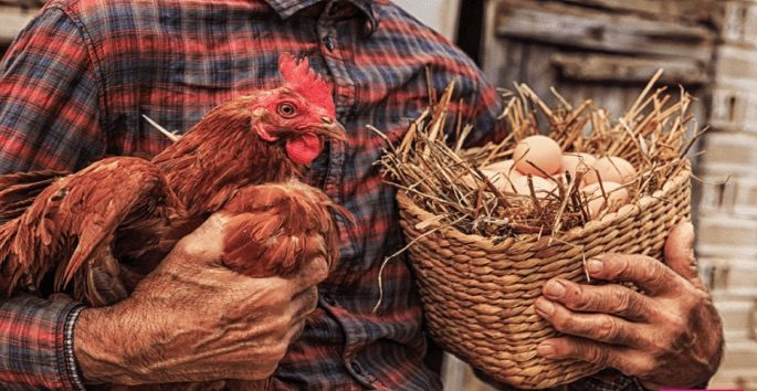 أخيراً تم اكتشاف من كان أولاً: البيضة أم الدجاجة؟!