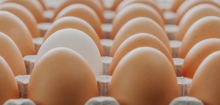 قصة “كرتونة البيض”.. اختراع يربح 8 مليارات دولار سنوياً