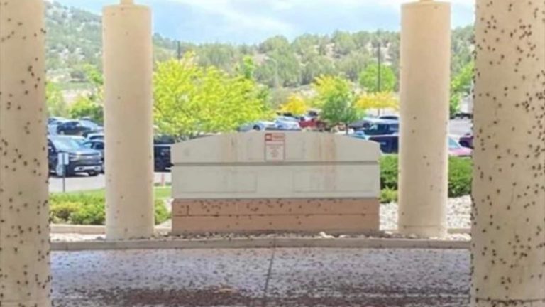 صراصير تغزو الشوارع وتغطي المنازل في أميركا!