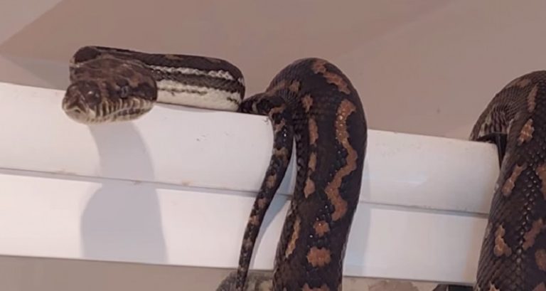 بالفيديو: انصدم بثعبان داخل مرحاض منزله!