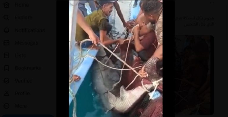 بالفيديو: لحظة انقضاض قرش على سائح في مصر