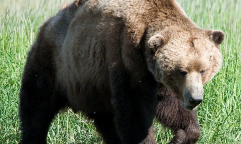 دب عملاق يهاجم مواطناً أميركياً.. والنهاية مأسوية