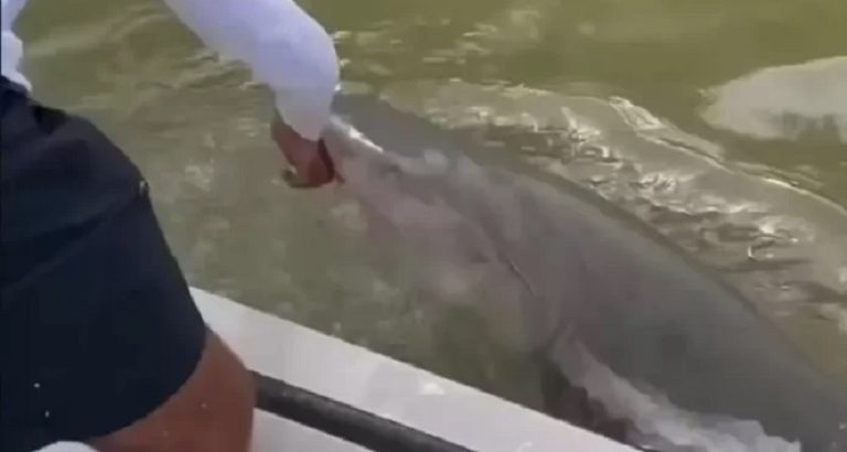 بالفيديو: قرش يهاجم صياداً ويسحبه من القارب