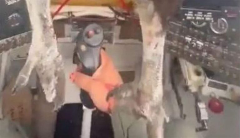 بالفيديو.. طائر ضخم يصدم طائرة