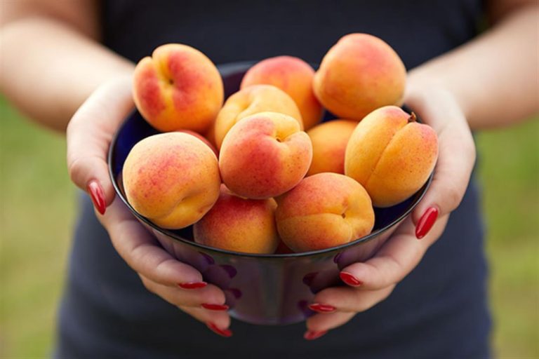 كيف يؤثّر المشمش على القلب؟