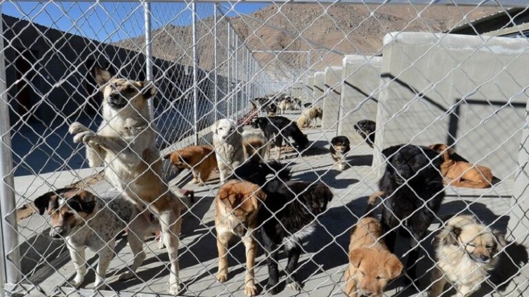 اكتشاف “فطر” ذات مقاومة عالية للأدوية في الكلاب