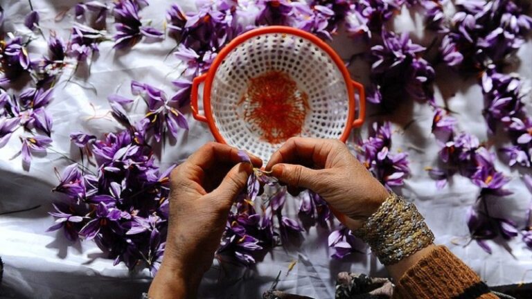 “الذهب الأحمر” بديلًا للأفيون في أفغانستان