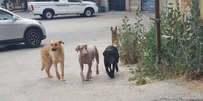 بالصورة.. تسميم الكلاب الشاردة في شكا