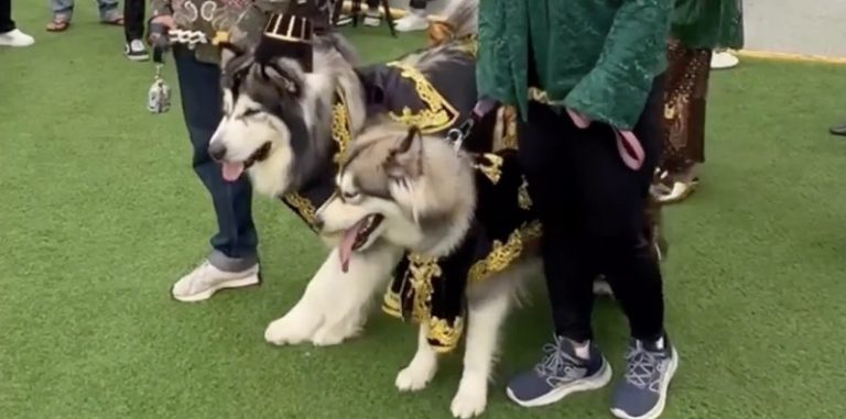 بالصور: حفل زفاف لكلبين بـ13500 دولار