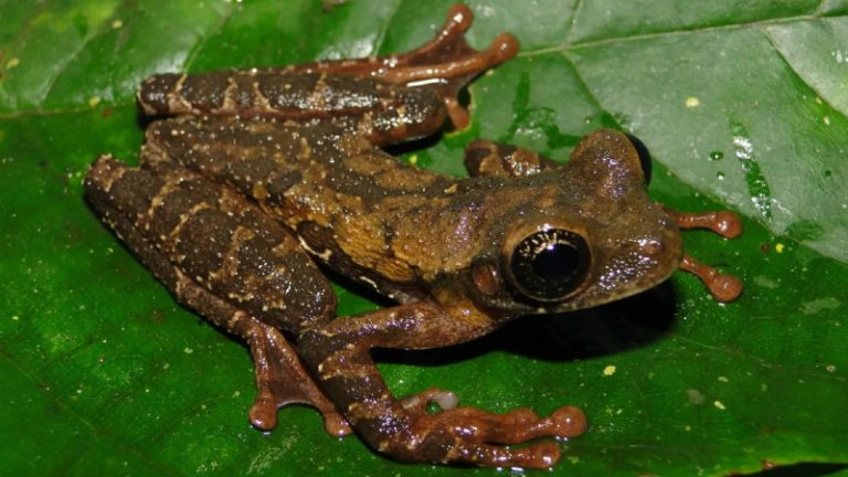 إكتشاف نوع جديد من الضفادع!