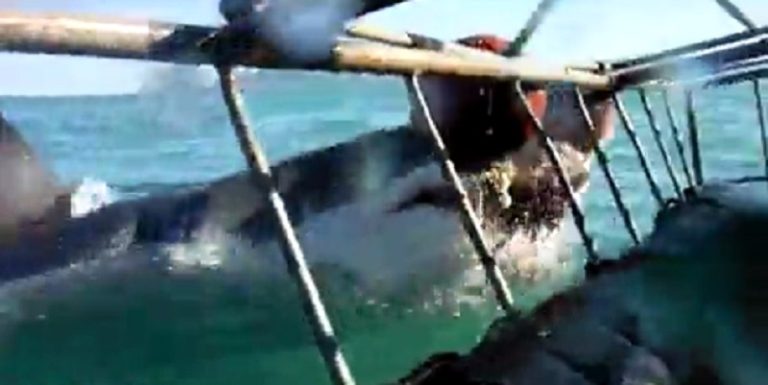 بالفيديو.. مواجهة مثيرة بين قرش ومصور