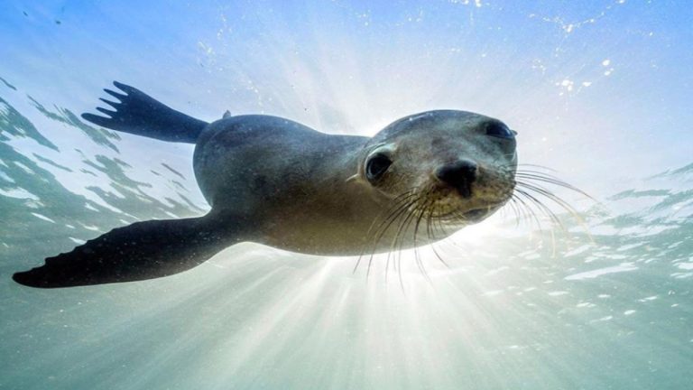 بالفيديو: كلب بحر يسرق؟