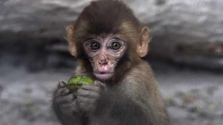 بالفيديو.. فوضى في محكمة والسبب قرد!