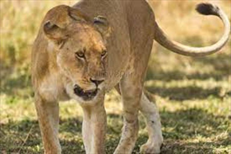 دبابات و”قناصة” بحثاً عن اللبوة الشاردة