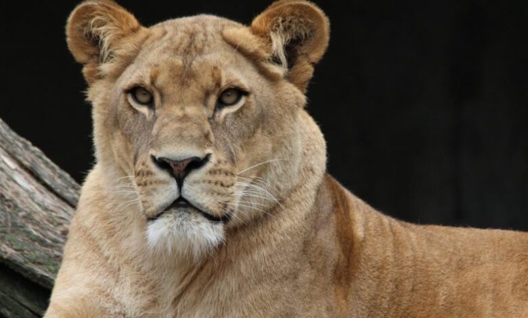 لبوة شاردة تثير الرعب في برلين!