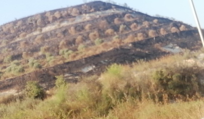 بعد حرائق كفرحزير.. صرخة من مزارعي الزيتون في الكورة
