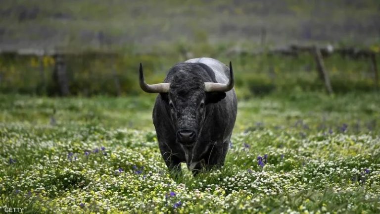 بالصور.. أوقفته الشرطة بسبب ثور!