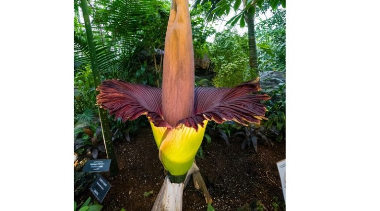 “زهرة الجثّة”.. تتفتّح برائحة النفايات!