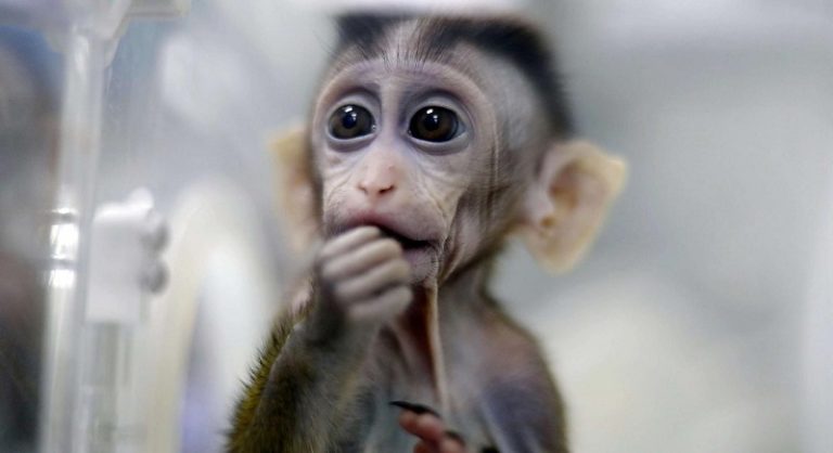 تفش جديد لجدري القردة في برشلونة